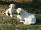 Golden retriever s PP - �t��ata /zlat� retr�vr/