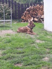 Americk bandog- tata