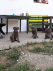 Americk bandog- tata
