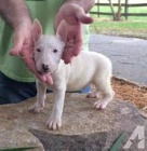 Prod�m Mini Bulteri�ra Stenata