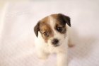 Jack Russell Terier