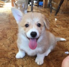 ttka Welsh Corgi Pembroke
