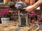 Americk� Bandog