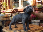Americk� Bandog