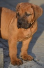 BOERBOEL  s PP  -pejsci 