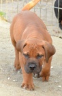 BOERBOEL  s PP  -pejsci 