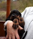 Black and Tan Coonhound