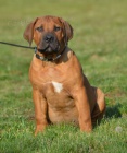 BOERBOEL  s PP  -pejsci