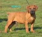 BOERBOEL  s PP  -pejsci