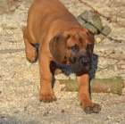 BOERBOEL  s PP  -pejsci