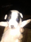 Jack Russel teri�r