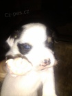 Jack Russel teri�r