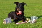 Beauceron - Francouzsk ovk