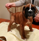 N�meck� boxer - prodej �t��at