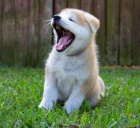 Akita Inu krsn ttka