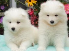 nsk samoyed ttka