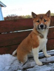 aktivn tata shiba inu