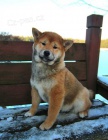 aktivn tata shiba inu