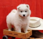 atraktivn samoyed tata