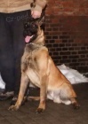 belgicky ovcak malinois