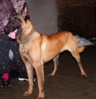 belgicky ovcak malinois