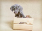 Weimaraner blu samec a samice