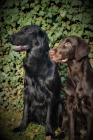 Flat coated retrievera s PP