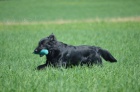 Flat coated retrievera s PP