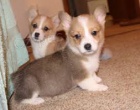 Zdrav  welsh Corgi  Pembroke tata