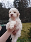 Lagotto Romagnolo