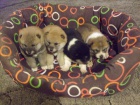 SHIBA INU PRAHA