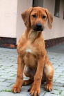 Rhod. Ridgeback teniatka s PP