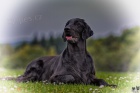 FLAT COATED RETRIEVER - tata