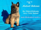 Belgick ovk malinois - tata s PP