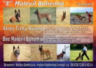 Belgick ovk malinois - tata s PP