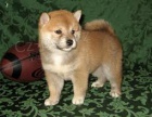 �t��ata Shiba Inu k p�ijet�