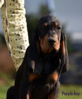 Black and Tan Coonhound