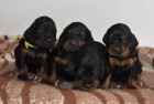 Gordonsetr  tata (Gordonsetter)