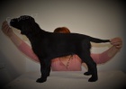 Flat coated retriever s PP