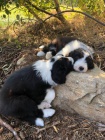 Bearded collie