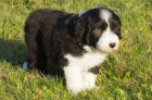 Bearded collie