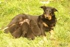 Beauceron, francouzsk ov