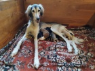 Saluki - persk� chrt