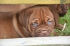 Dogue de Bordeaux, Bordeauxska doga