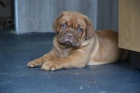 Dogue de Bordeaux, Bordeauxska doga