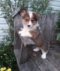 Welsh Corgi ttka