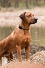 Rhodesian Ridgeback