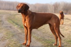 Rhodesian Ridgeback