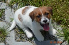 Jack Russell teri�r s PP - super cena