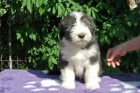 Bearded collie